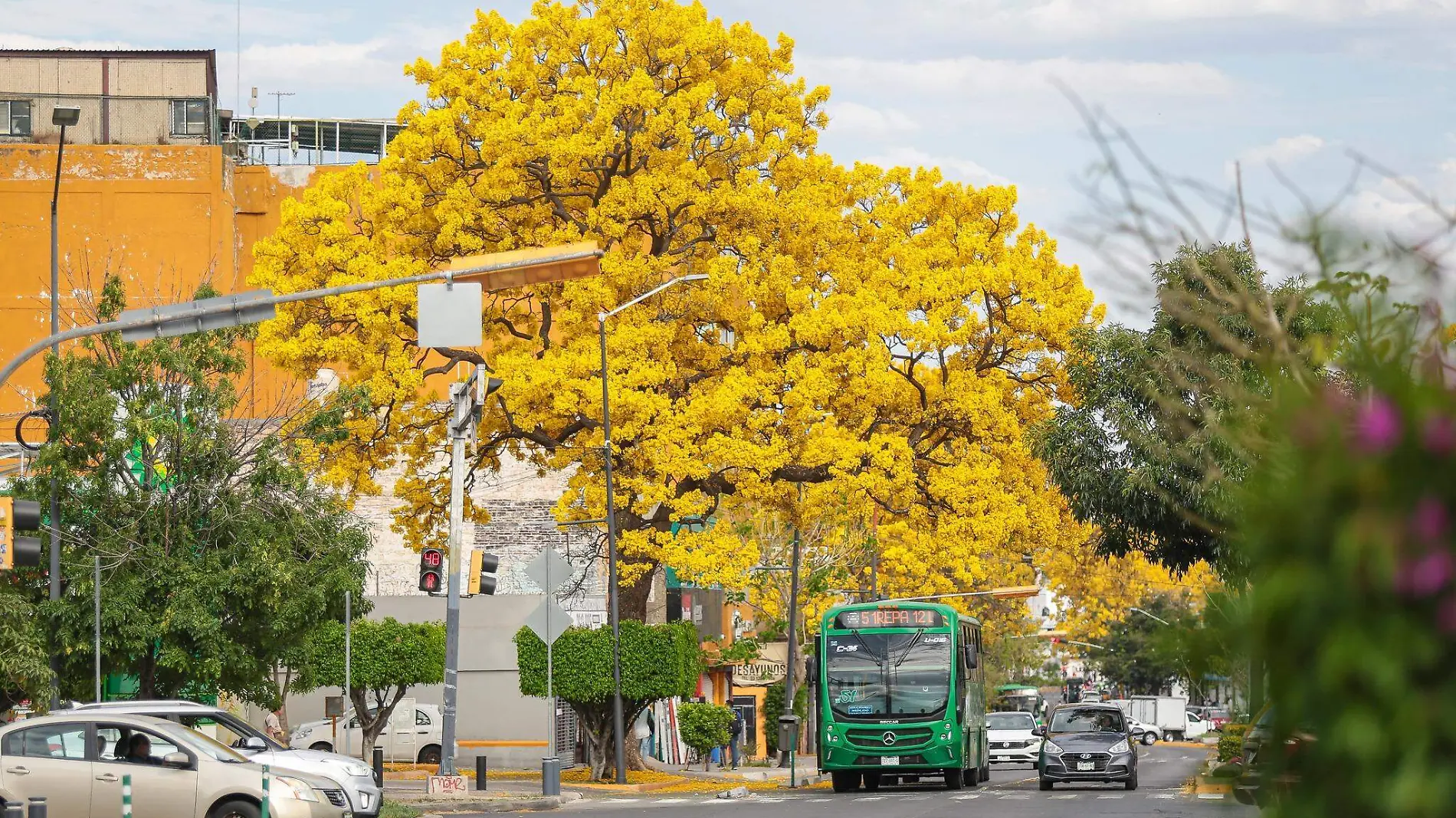 ÁRBOL DE PRIMAVERA